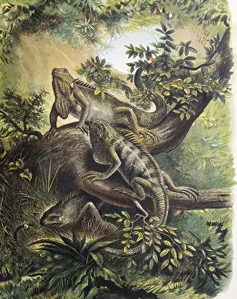 Metazoa Prints: Iguanas. Specie of lizard. Engraving after a drawing by a F