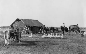 Argentina Prints: Immigrant's home of primitive construction in rural Argentina