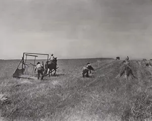 Walking Prints: The International Harvester Company recreated this scene of farmers working with the 1831 McCormick horse-drawn reaper
