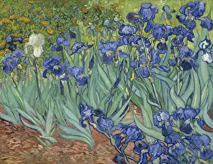 Van Gogh Prints: Irises, by Vincent van Gogh, 1889