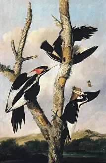 Detailed Prints: IVORY BILLED WOODPECKERS, by Joseph Bartholomew Kidd