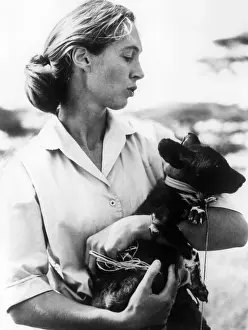 Animal Prints: Jane Goodall. ca 1970s. Courtesy: CSU Archives/Everett Collection