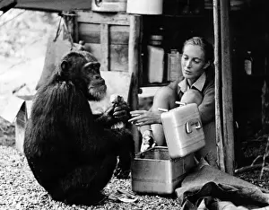 Jane Goodall with chimpanzee David Greybeard, 1965. Courtesy: CSU Archives/Everett Collection
