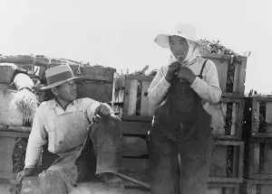 Overalls Prints: Japanese-Americans agricultural workers packing broccoli near Guadalupe