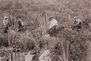 Hawaii Prints: Japanese Americans on Sisal Plantation in Hawaii, ca. 1915