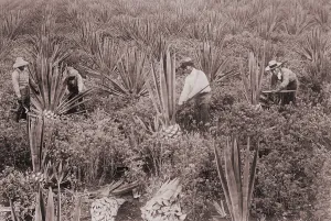 Hawaii Prints: Japanese Americans on Sisal Plantation in Hawaii ca. 1915