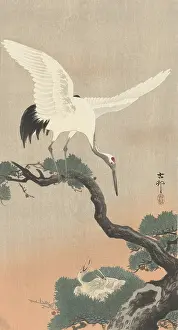 Gbcfa Prints: Japanese Crane on Pine Branch, by Ohara Koson