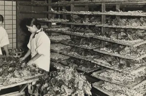 Insects Prints: Japanese women tending trays of mulberry leaves and silkworms
