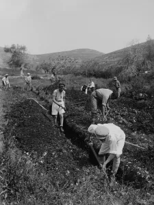 Palestine Prints: Jewish immigrants digging a trench as they establish a communal agricultural settlement