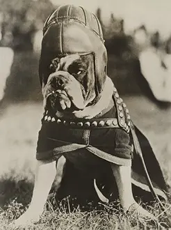 Rs4wn Prints: Jiggs, the famous mascot of the Quantico Marines
