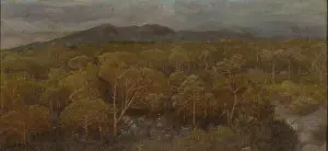 Sunset Prints: The Last Kiss of the Sun to the Pinewood (L'ultimo bacio del sole alla pineta)