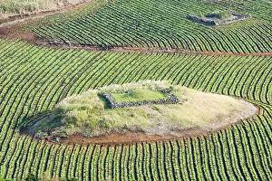 Korea Prints: KOREA. JEJU-DO. Korean traditional tomb in the middle of the field