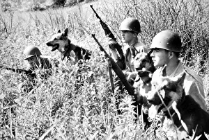 Soldier Prints: Korean War: Soldiers with dogs from 26th Infantry Scout Dog Platoon