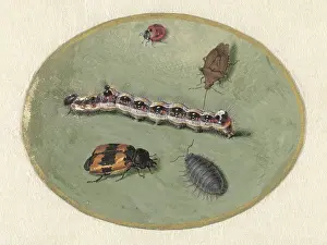 Brush Prints: Ladybird, Caterpillar, Sow Bug and Two Turrets