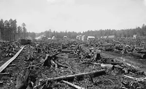 West Virginia Prints: Land littered with the stumps of trees in what would become the lumber town of Davis
