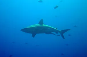 Underwater Prints: Large shark with remora swimming below. near Palau