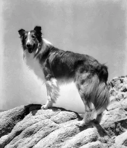 September Prints: LASSIE COME HOME, Lassie, 1943
