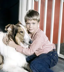 Lassie Prints: LASSIE, Jon Provost, with Lassie, 1954-74 (ca. late 1950s photo)