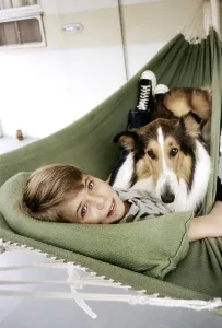 Lassie Prints: LASSIE, Jon Provost, with Lassie, (c. early 1960s), 1954-74