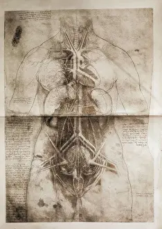 Healing Prints: LEONARDO DA VINCI (1452-1519). Anatomical study