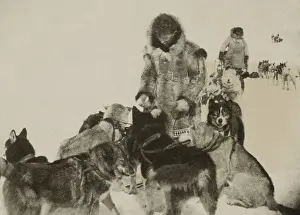 Racing Prints: Leonhard Seppala and his dog-team, were the heroes of the great mush to Nome in 1925