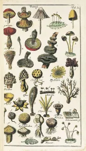 Vegetables Prints: LINNAEUS, Carolus (1707-1778)
