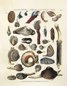 Metazoa Prints: LINNAEUS, Carolus (1707-1778)
