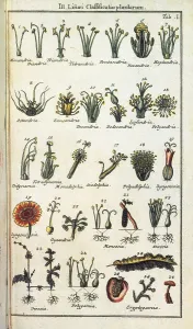 Vegetables Prints: LINNAEUSCarolus (1707-1778). Swedish naturalist