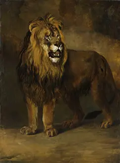 Wild Prints: Lion from the Menagerie of King Louis Napoleon