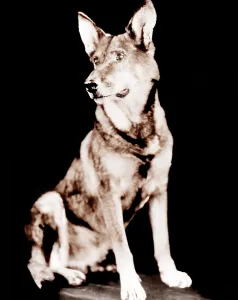 September Prints: WHILE LONDON SLEEPS, Rin Tin Tin, 1926