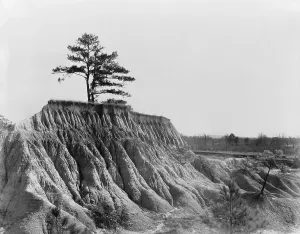 Erosion Prints: A lone tree marks the previous land level before erosion stripped soil away near Jackson