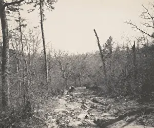 Road Prints: Man attempting to drive a horse and carriage on a rocky dirt road through woods