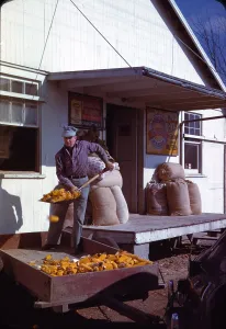 Corn Prints: Man shovelling ears of dried corn from wagon through feed store window