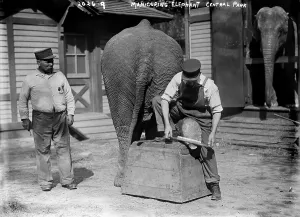 Foot Prints: Manicuring an elephant, in Central Park, New York City, circa early 1900s