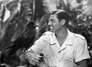 MARK OF THE GORILLA, Johnny Weissmuller, 1950