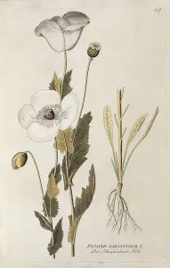 Healing Prints: Medical plants. Poppy (Papaver somniferum)