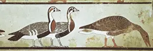 Egyptian Empire Prints: Meidum geese. 2723 BC. Detail. Painted stucco of the 4th Dynasty from the mastaba of Nefermaat and Atet