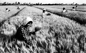 Wheat Prints: Members of the Changkuo People's Commune in China's Kiangsu Province harvest wheat