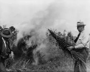 Narcotics Prints: Two men burning marijuana in field in Garner North Carolina in 1942