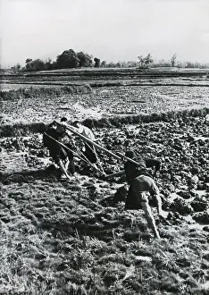 Beast Of Burden Prints: Three men of the same family pull a plow through a rice field in China