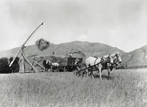 Work Prints: Three men and four horses loading grain onto a pile in an open field in Washington State in 1925