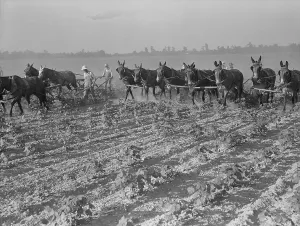 Farming Prints: Men and mules cultivating cotton at the Lake Dick Cooperative Association farm
