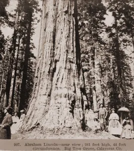 Giant Prints: Men and women stand beneath a mammoth sequoia named Abraham Lincoln in the Big Tree Grove of Calaveras County