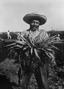 Harvesters Prints: Mexican-American carrot puller in Edinburg, Texas. February 1939 photograph by Russell Lee