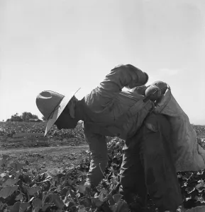 Latinos Prints: Mexican-American farm laborer bent over picking melons in the Imperial Valley