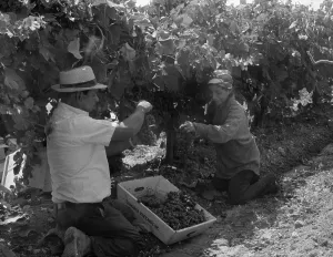 Mexican Americans Prints: Mexican American migrant laborers picking grapes in a vineyard in the San Joaquin Valley California in 1973