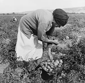 Farm Workers Prints: Middle-aged Mexican-American migrant woman