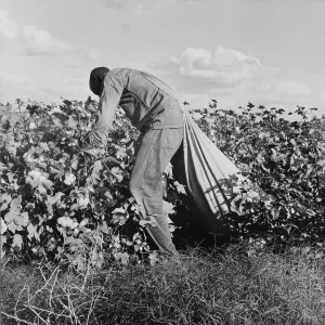 Farming Prints: Migratory field worker picking cotton for 75 cents per hundred pounds in San Joaquin Valley
