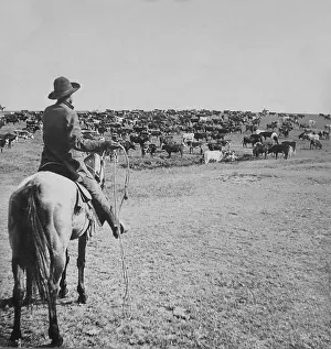 Cattle Prints: Mounted cowboy holds lasso on the open range on the Sherman Ranch