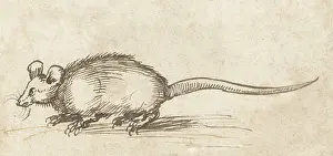 Germany Prints: Mouse, by Albrecht Durer, c. 1480-1520